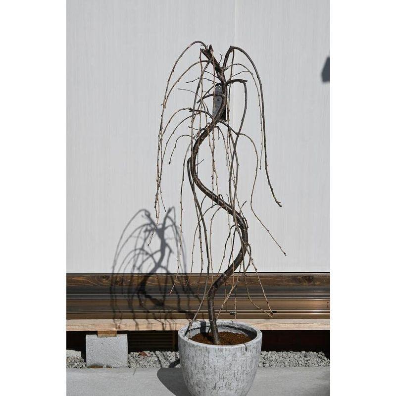 値下 八重しだれ桜鉢植え 観葉植物 さくら鉢植え ならショッピング ランキングや口コミも豊富なネット通販 更にお得なpaypay残高も スマホアプリも充実で毎日どこからでも気になる商品をその場でお求めいただけます 花 ガーデニング シンボル
