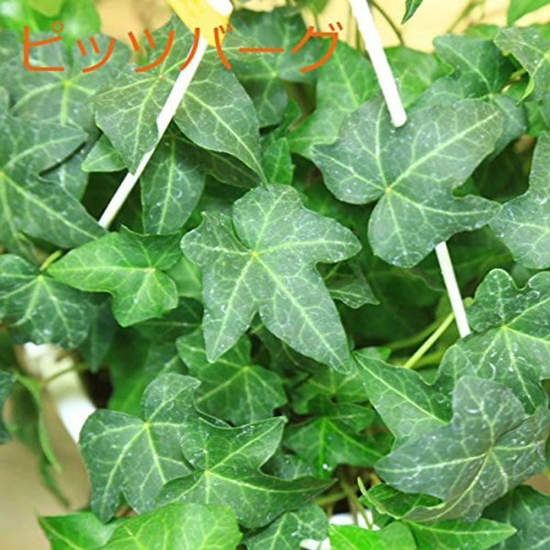 観葉植物 アイビー ヘデラ吊り鉢 ピッツバーグ Pia Store 通販 Yahoo ショッピング