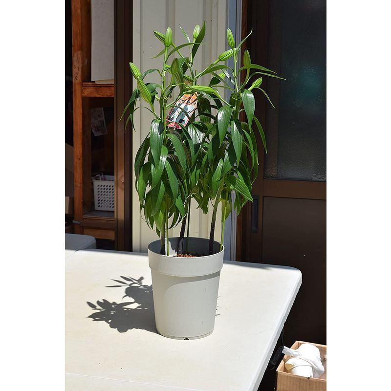 カサブランカ鉢植え 3本仕立て お届けは 蕾の状態です 贈り物やプレゼントに 喜ばれる 百合の鉢植え Pia Store 通販 Yahoo ショッピング