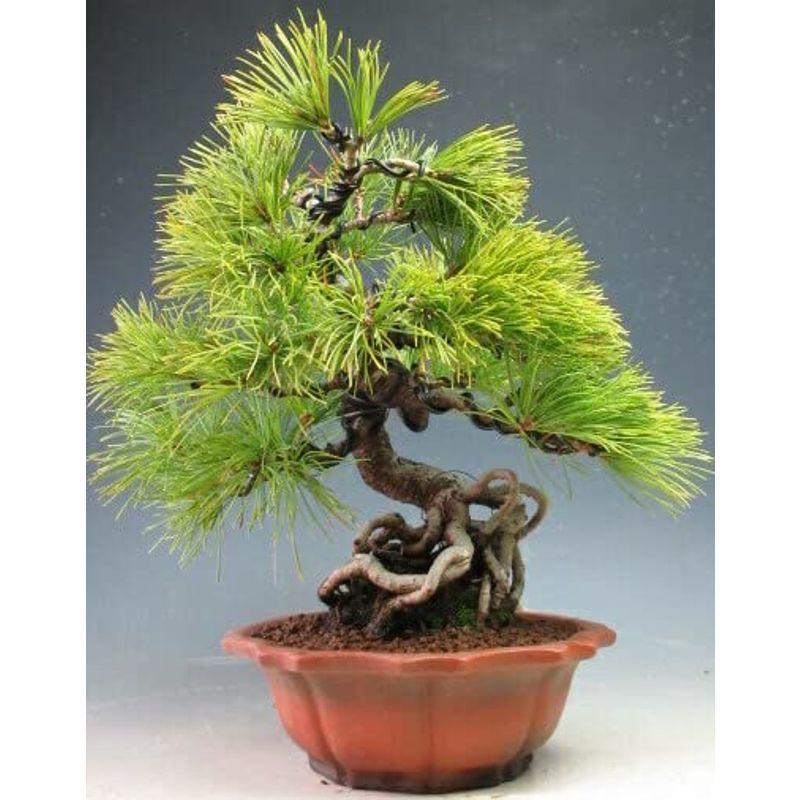 盆栽 松 福島五葉松根上がりの盆栽現品 :20220616224233-00026:pia store - 通販 - Yahoo!ショッピング 盆栽 松 福島五葉松根上がりの盆栽現品 :20220616224233-00026:pia store - 通販 - Yahoo!ショッピング