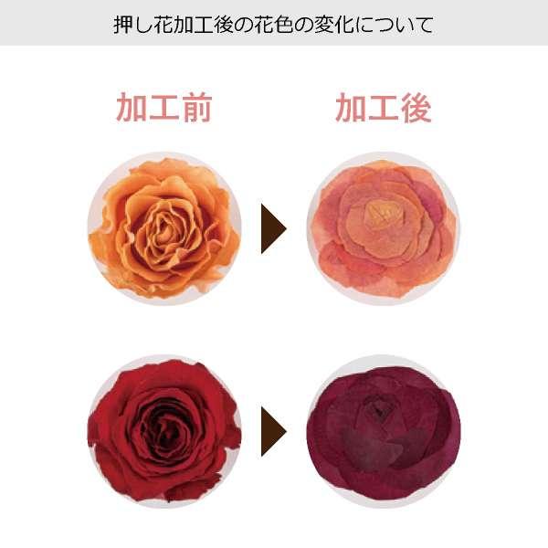 押し花ブーケ 【ミモザ】 マンハッタンゴールドS 送料無料