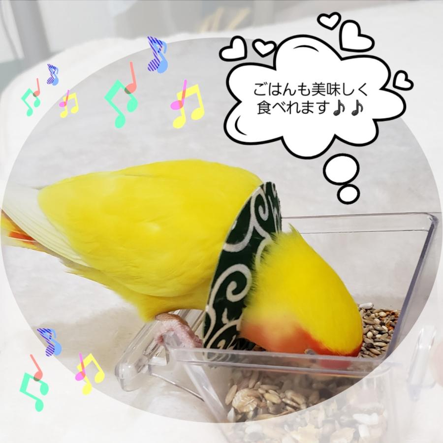 鳥 エリザベスカラー(唐草模様) 1枚・3サイズ・緑・赤・4g｜pichiku-store｜05