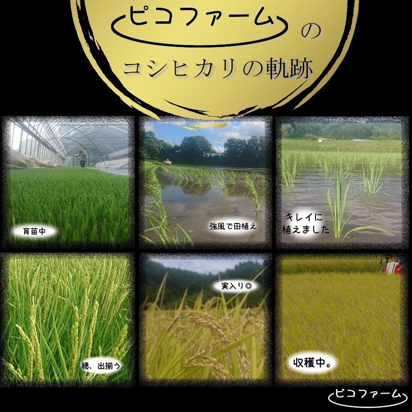 【在庫処分】お米 コメ 25kg 令和2年産 コシヒカリ100% 群馬県産 安い 訳あり 農家直送 玄米白米無洗米