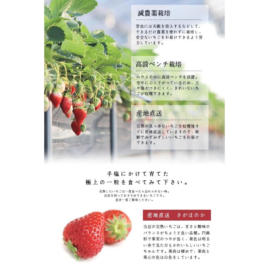 産地直送完熟いちご 紅白いちご 贈答用(1シート 12粒〜18粒 産地直送完熟いちご 紅白いちご 贈答用(1シート 12粒〜18粒