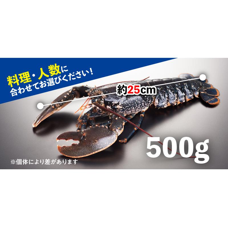 活オマール海老 ブルー フランス産 10尾 約500g 10 001rob B Fra 10 Piernu 通販 Yahoo ショッピング