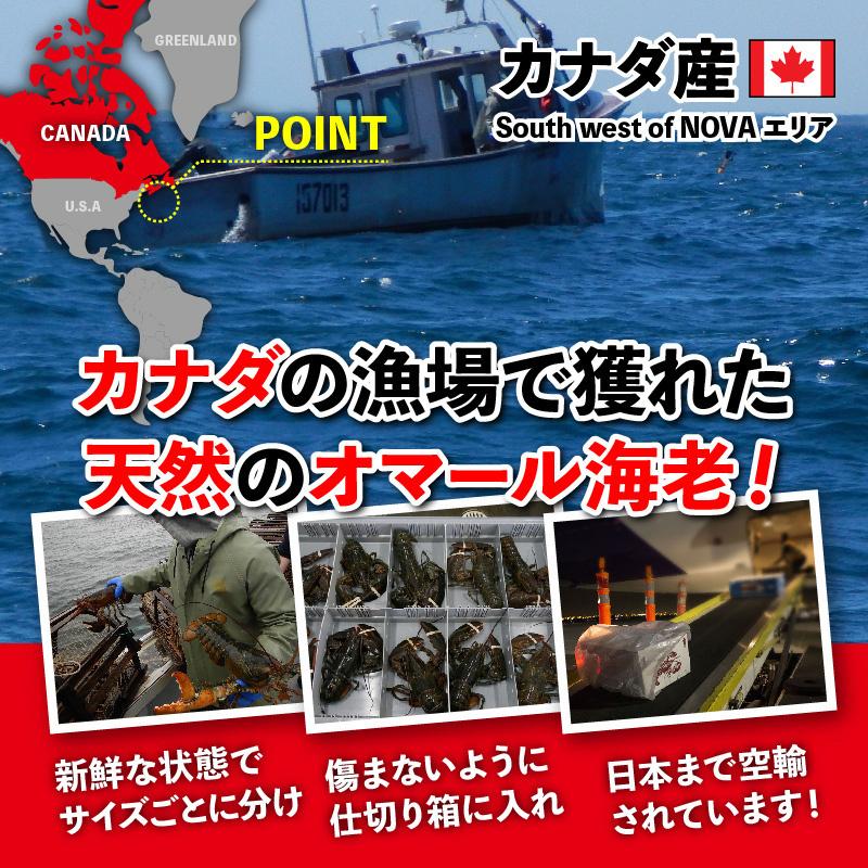 活オマール海老（カナダ産）　4尾(約620g×4）_1
