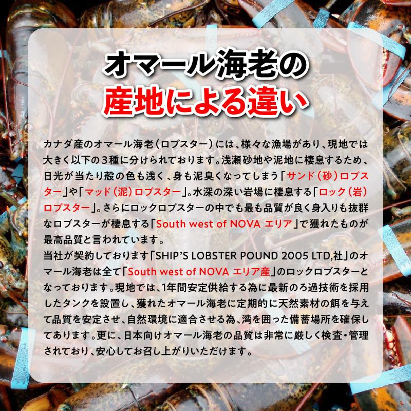 活オマール海老（カナダ産）　4尾(約620g×4）_3