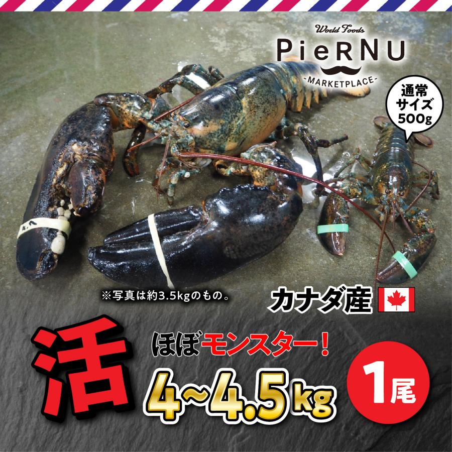 新品未使用正規品 活オマール 4.0〜4.5kg JUNBO wantannas.go.id 新品未使用正規品 活オマール 4.0〜4.5kg JUNBO wantannas.go.id