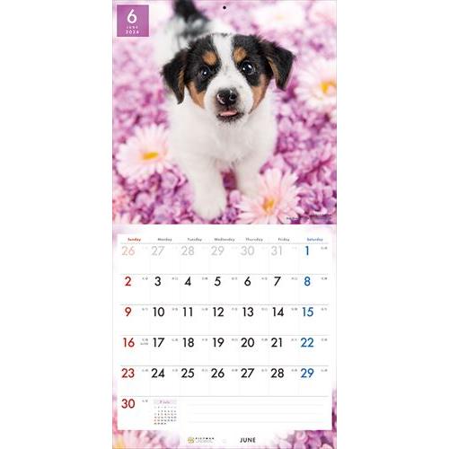 【おまけCL付】ジャック・ラッセル・テリア PICTWAN (ピクトワン) カレンダー DOG 【L版】 2024年カレンダー 24CL-50013L｜pigeon-cd｜10
