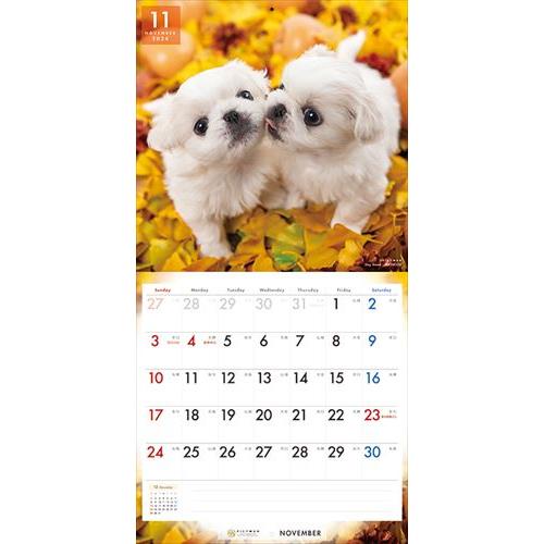 【おまけCL付】ペキニーズ PICTWAN (ピクトワン) カレンダー DOG 【L版】 2024年カレンダー 24CL-50018L｜pigeon-cd｜15