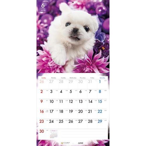 【おまけCL付】ペキニーズ PICTWAN (ピクトワン) カレンダー DOG 【L版】 2024年カレンダー 24CL-50018L｜pigeon-cd｜10