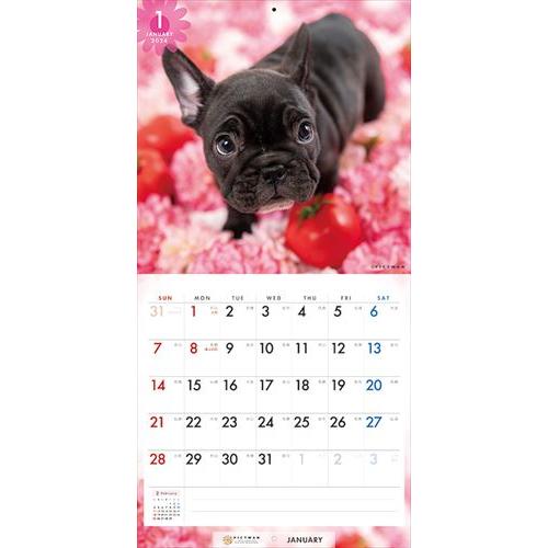 【おまけCL付】フレンチ・ブルドッグ PICTWAN (ピクトワン) カレンダー DOG 【S版】 2024年カレンダー 24CL-50037S｜pigeon-cd｜05