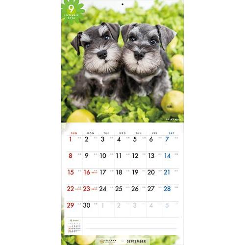 【おまけCL付】シュナウザー PICTWAN (ピクトワン) カレンダー DOG 【S版】 2024年カレンダー 24CL-50041S｜pigeon-cd｜13