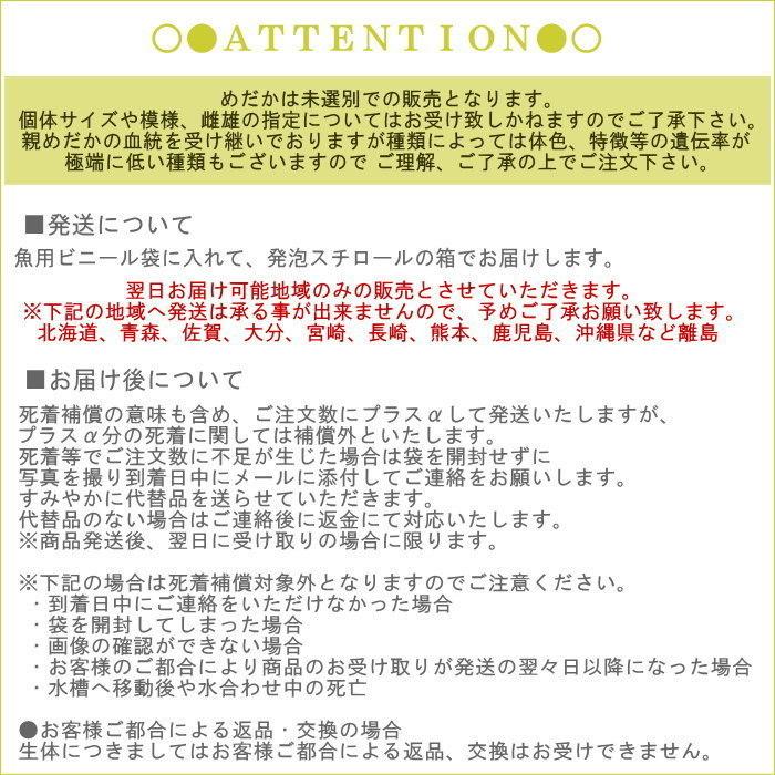 即出荷 めだか メダカ 成魚 Mサイズ 10匹セット 幹之めだか 青幹之めだか みゆきめだか 鉄仮面 雄雌混合 オス メス アクアリウム 生体 鑑賞 ピクニックと雑貨のスイートピー 通販 Yahoo ショッピング