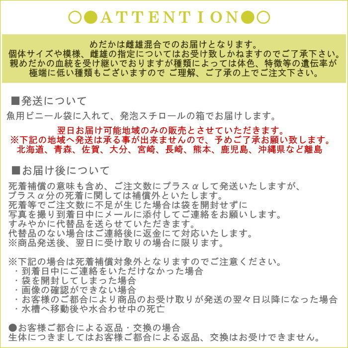 オンラインショッピング 即出荷 めだか メダカ 成魚 Mサイズ 10匹セット 楊貴妃メダカ 楊貴妃めだか ようきひめだか 雄雌混合 オス メス 淡水魚 観賞魚 観賞用 アクアリウム 生体 Aynaelda Com