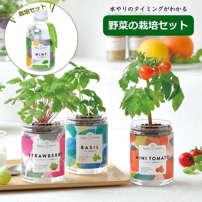 水耕栽培 栽培セット キット 室内 野菜 ハーブ 園芸 ガーデニング 家庭菜園  ギフト 日本製（Yahoo!・ガーデニングと雑貨のスイートピー）