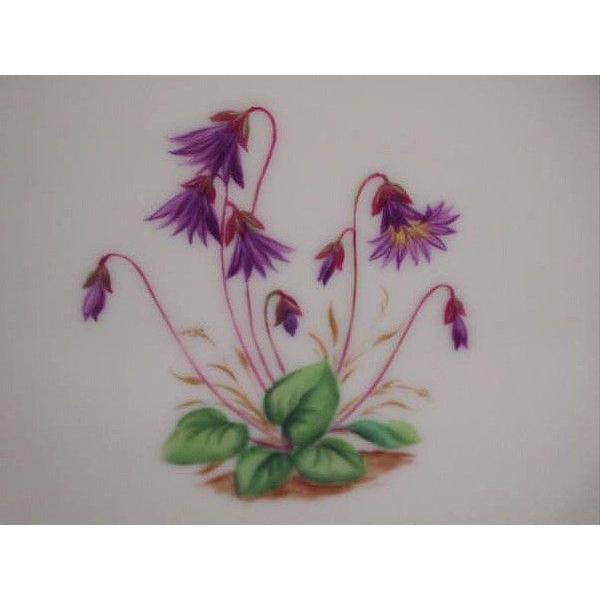 アウガルテン アルペンフラワー・トリオ（エゾギク） : ピナコテカ