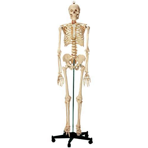 等身大 人体模型 全身骨格模型 骨格模型 骨格標本 人気ブランド 人体モデル 人骨模型 骸骨模型 ブランド激安セール会場 骨格モデル 骨模型