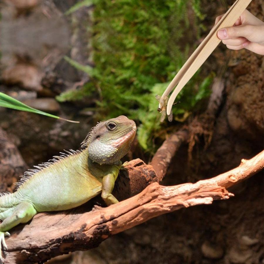 春新作の Ueetek 爬虫類 両生類 ピンセット 竹製 28cm 餌やり 掃除 テラリウム用品 Arizonavmlc Org