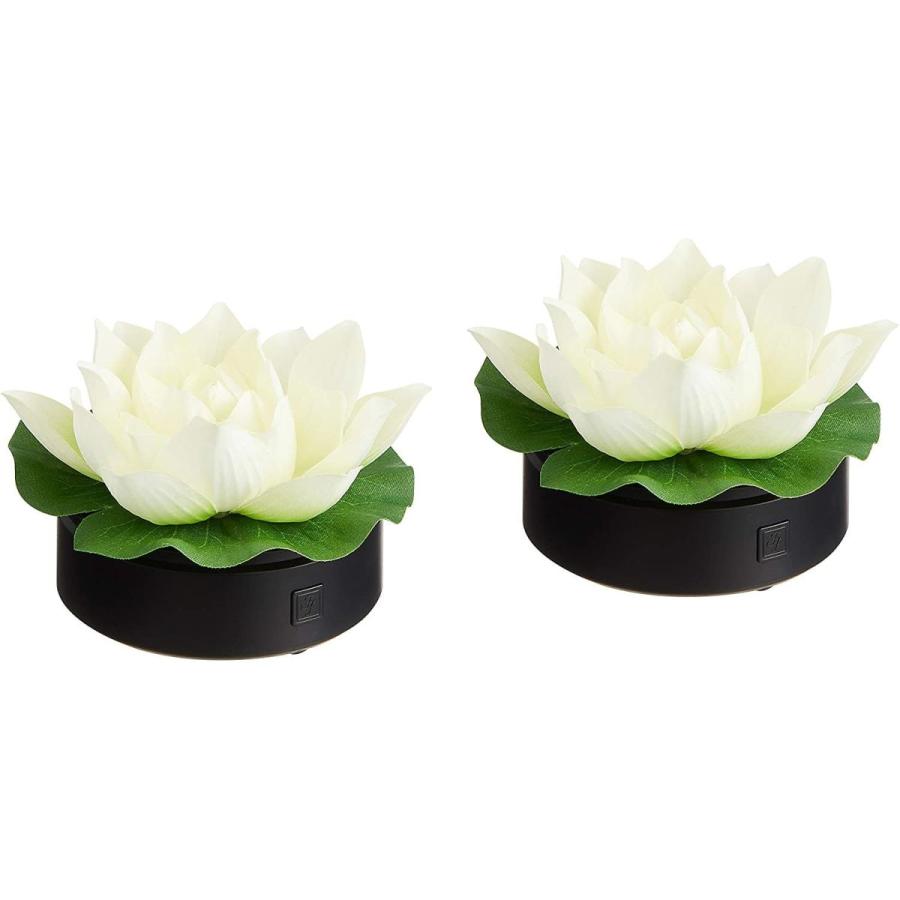 最大40 Offクーポン 水生植物タネ 蓮たねものがたり 1個 送料無料 Dprd Jatimprov Go Id