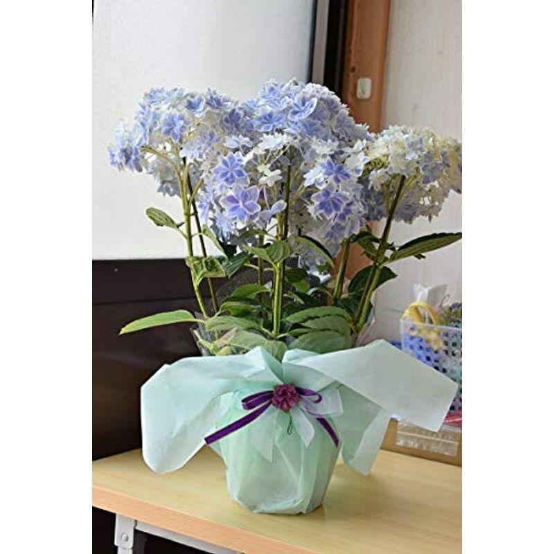 人気品種 万華鏡 八重咲きアジサイ おすすめ