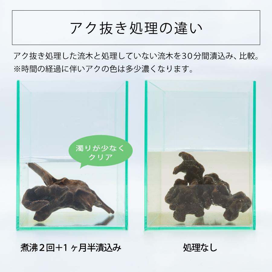 ガラス水槽 メダカ 飼育 セット おしゃれ グラスアクアリウム 流木