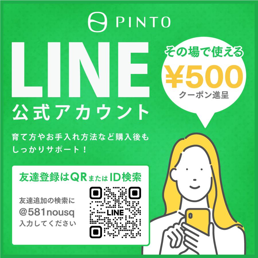ガラス水槽 メダカ 飼育 セット おしゃれ グラスアクアリウム 流木 ペット 金魚 熱帯魚 TEAR 20cm |  | 16
