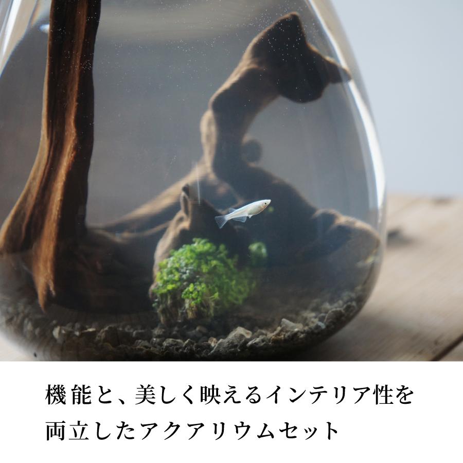 水槽　メダカ飼育セット　おしゃれなグラスアクアリウムセット TEAR  金魚　熱帯魚｜pinto-store｜02