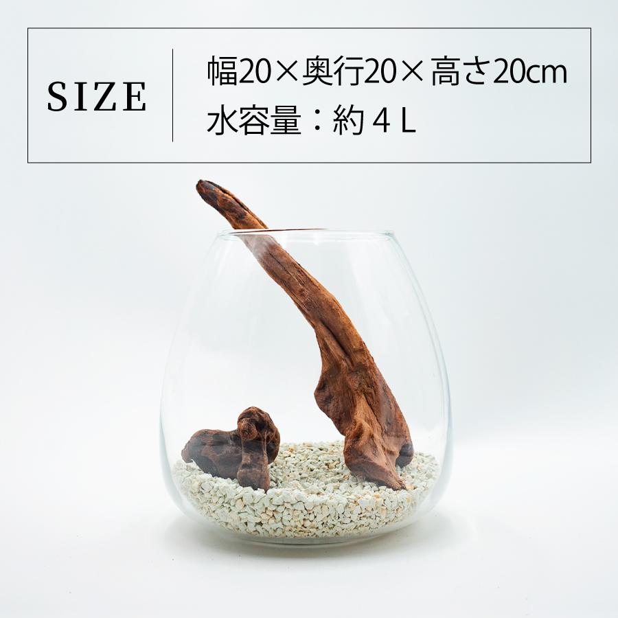 水槽　メダカ飼育セット　おしゃれなグラスアクアリウムセット TEAR  金魚　熱帯魚｜pinto-store｜03