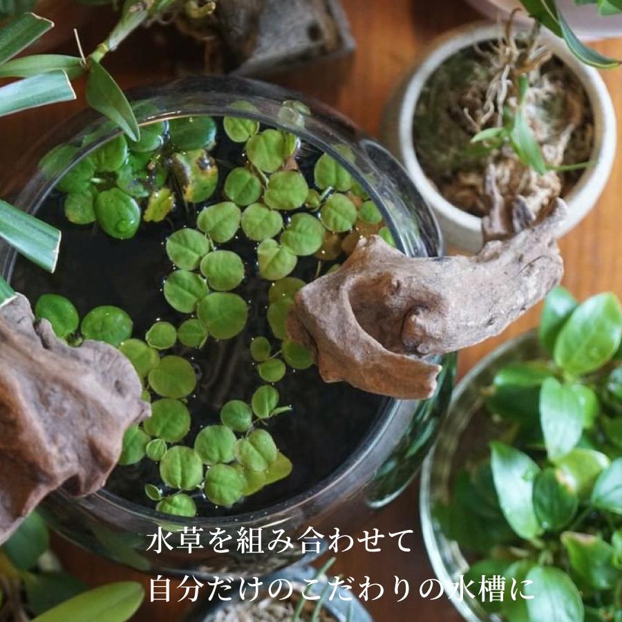 ガラス水槽 メダカ 飼育 セット おしゃれ グラスアクアリウム 流木