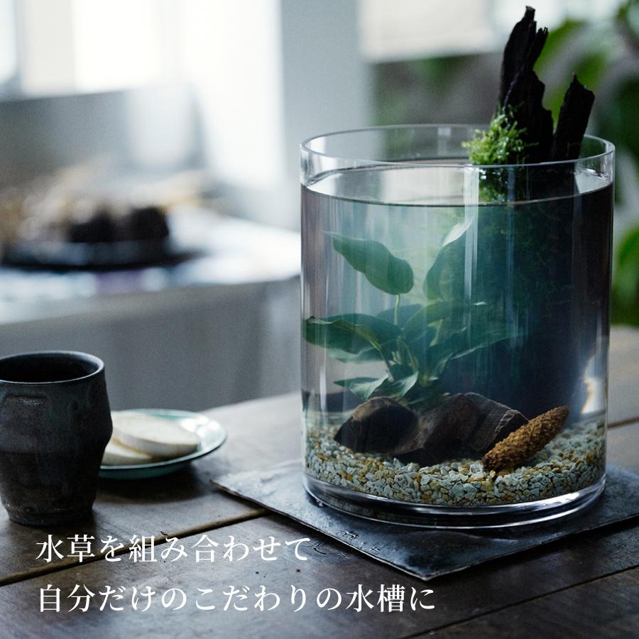 ガラス水槽 ベタ 飼育 セット おしゃれ グラスアクアリウム 流木 ガラス水槽 ベタ 飼育 セット おしゃれ グラスアクアリウム 流木