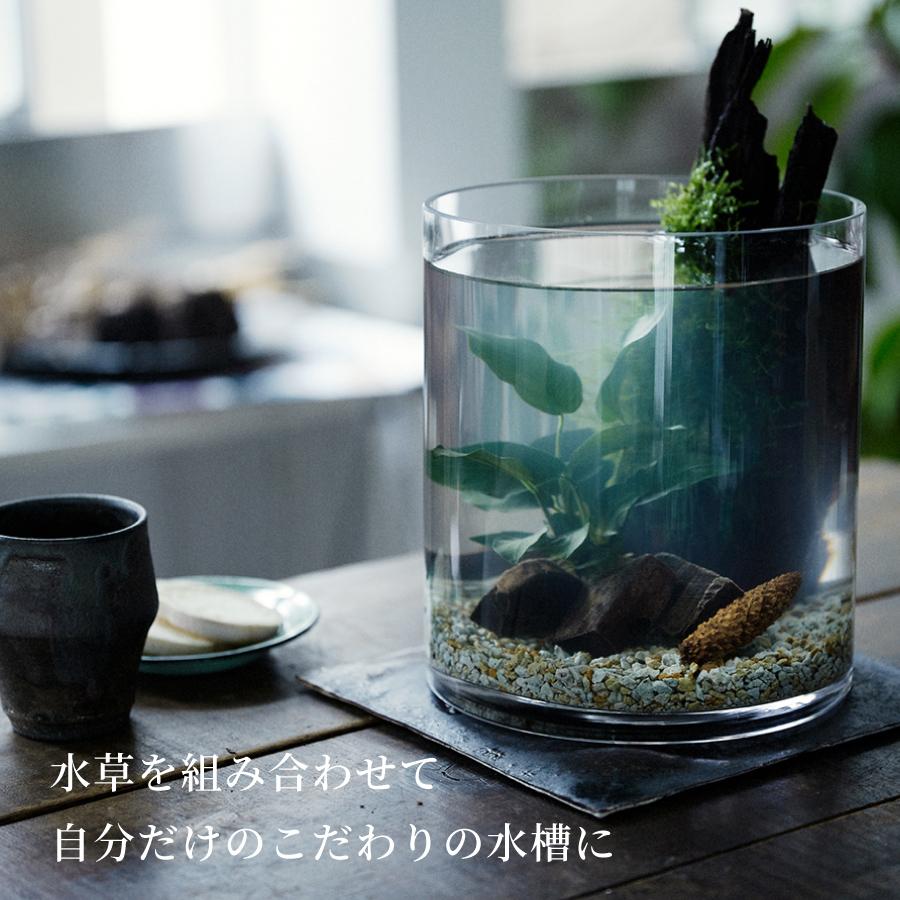 水槽　ベタ飼育セット おしゃれなグラスアクアリウムセット CYLINDER  メダカ　金魚　熱帯魚　20cm｜pinto-store｜04