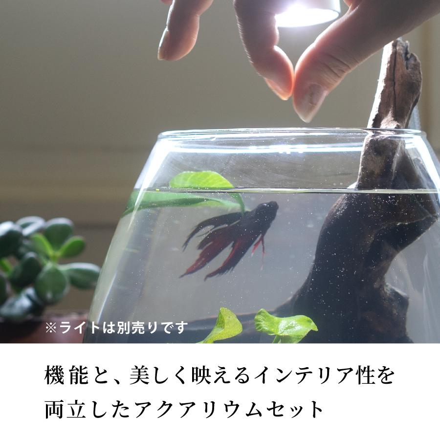 水槽　ベタ飼育セット おしゃれなグラスアクアリウムセット TEAR メダカ　金魚　熱帯魚　20cm｜pinto-store｜02