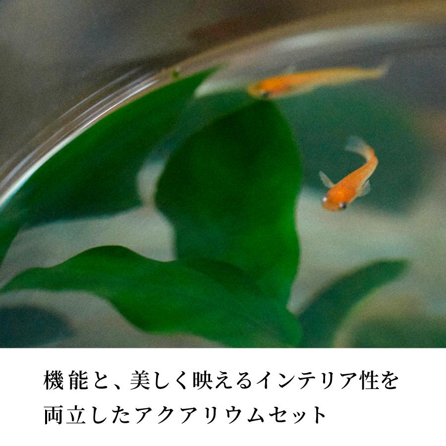 ガラス水槽 セット メダカ 飼育 おしゃれ グラスアクアリウム