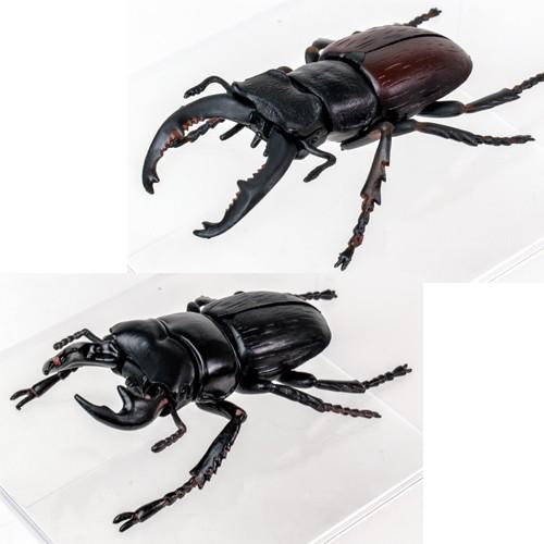 送料無料 10体セット 超リアル ビッグ 昆虫 4d パズル フィギュア ヒラタクワガタ カブトムシ クワガタムシ ヘラクレスオオカブト アトラス オオカブト P タスクフォース 通販 Yahoo ショッピング