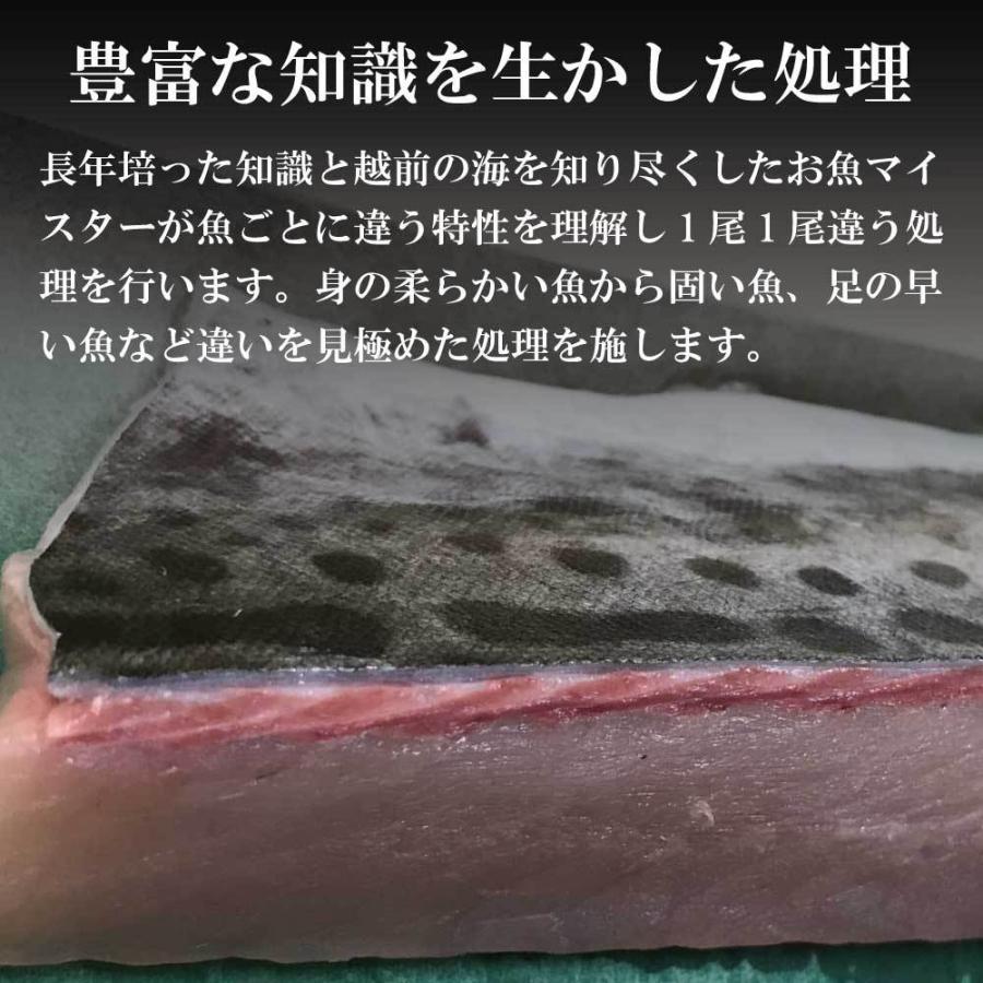 鮮魚ボックス 鮮魚セット 鮮魚 刺身用 直送 詰め合わせ 下処理 4〜5人前 3種以上 越前産 福井県産 朝どれ サクどり ギフト