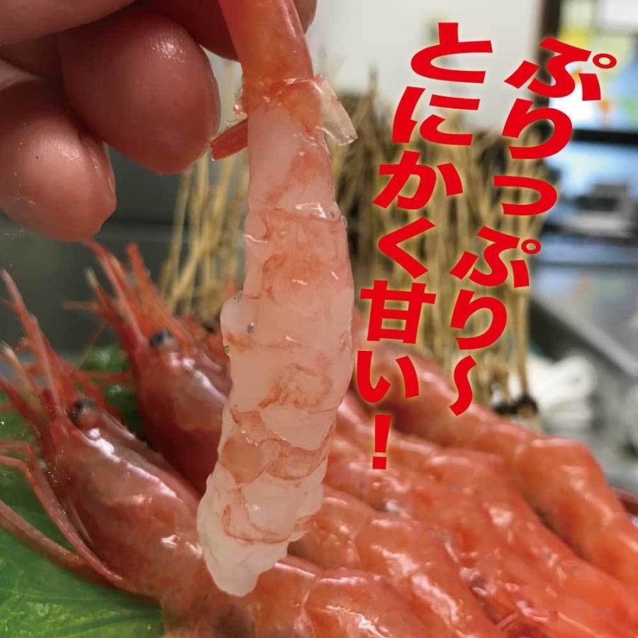 父の日 甘エビ 500g 約30尾 甘えび アマエビ 甘海老 お取り寄せグルメ お刺身 越前産 船内冷凍 送料無料 Eb001 魚屋の喰い処まつ田 通販 Yahoo ショッピング