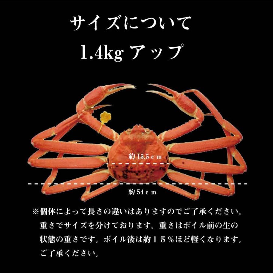 茹で越前がに 1.4kg 1パイ 冷蔵便 越前ガニ かに カニ 蟹 ズワイ