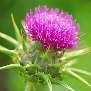 メール便送料無料 正規品 マリアアザミ Ffd Ecoパック エクレクティック 45カプセル 健康 肝臓 肝炎 脂肪肝 オーガニック ハーブ サプリ ミルクシスル Elt Smeco45 Pixy Dog 通販 Yahoo ショッピング