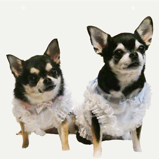 ネコポス発送可】犬服 クークチュール 2026 スーパークール×クール