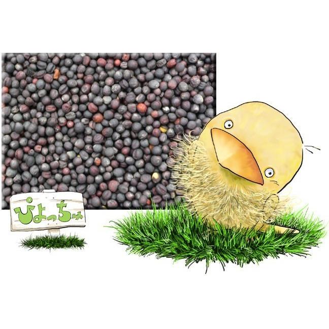 ナタネ（菜種） 3kgx1 : ぴよっちゅヤフーSHOP - 通販 - Yahoo