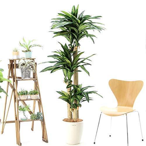 販売ページ 空気清浄 花粉除去 消臭 脱臭 プレミアム光触媒 銀配合 人工 大きめ 観葉植物 人工観葉樹 フェイクグリーン A B07gz9ypzb 2106 Playlife Lion堂 通販 Yahoo ショッピング 中古 価格 Foundationbts Com