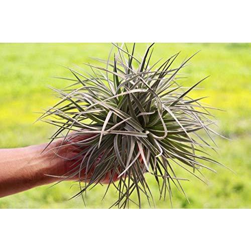 ティランジア コットンキャンディ クランプ 群生株 Tillandsia Cotton Candy エアプランツ チランジア A B086xh5klc Playlife Lion堂 通販 Yahoo ショッピング