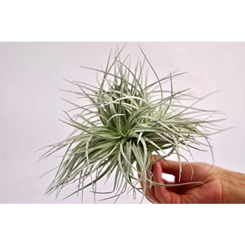ティランジア コットンキャンディ クランプ 群生株 Tillandsia Cotton Candy エアプランツ チランジア A B086xh5klc Playlife Lion堂 通販 Yahoo ショッピング