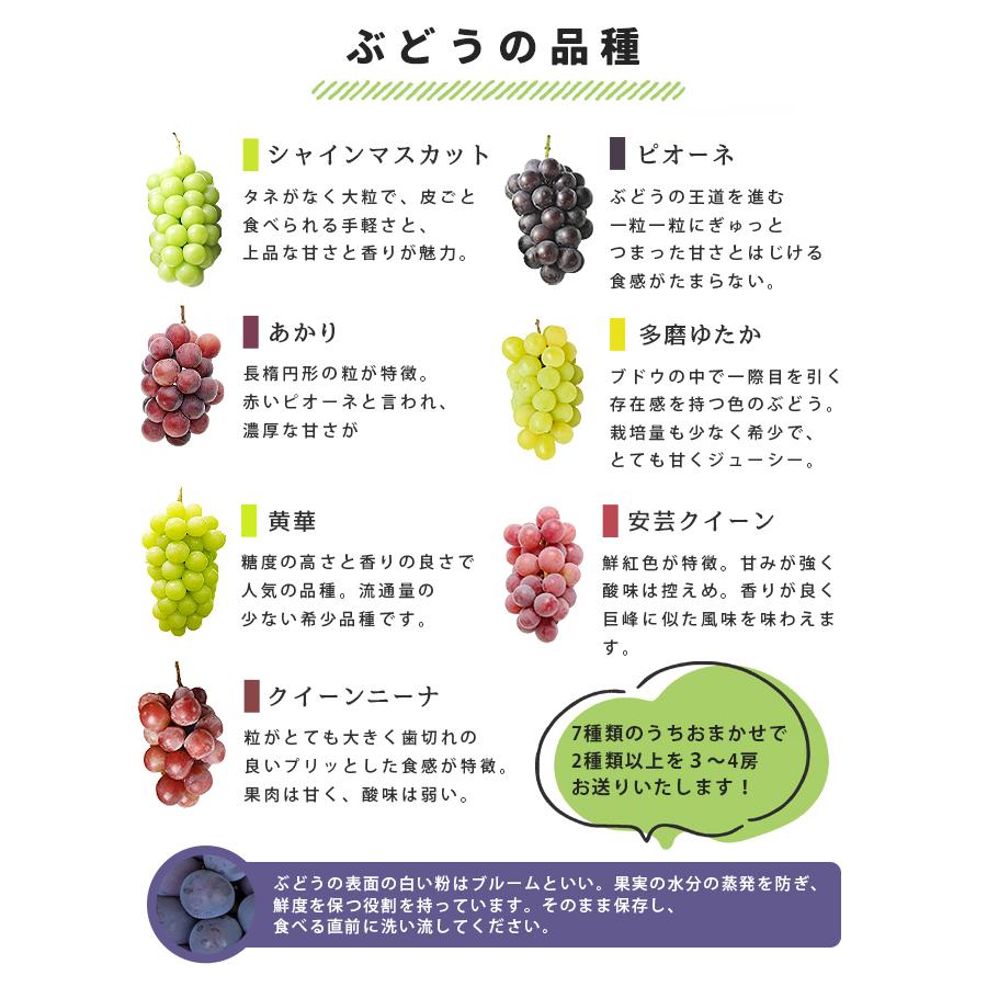 ぶどう品種おまかせセット 食べ比べ ぶどう ブドウ 葡萄