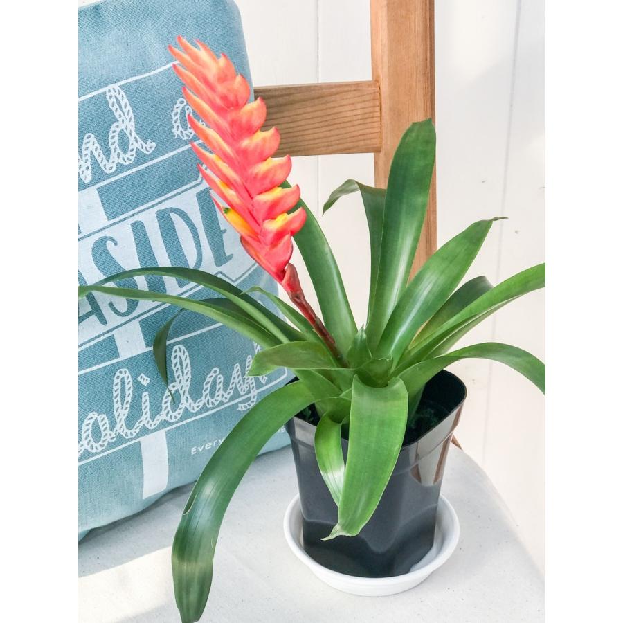 観葉植物 ブロメリア フリーセア カリナータ インコアナナス 4号鉢 Vriesea Carinata 0002 プランチュ Yahoo 店 通販 Yahoo ショッピング
