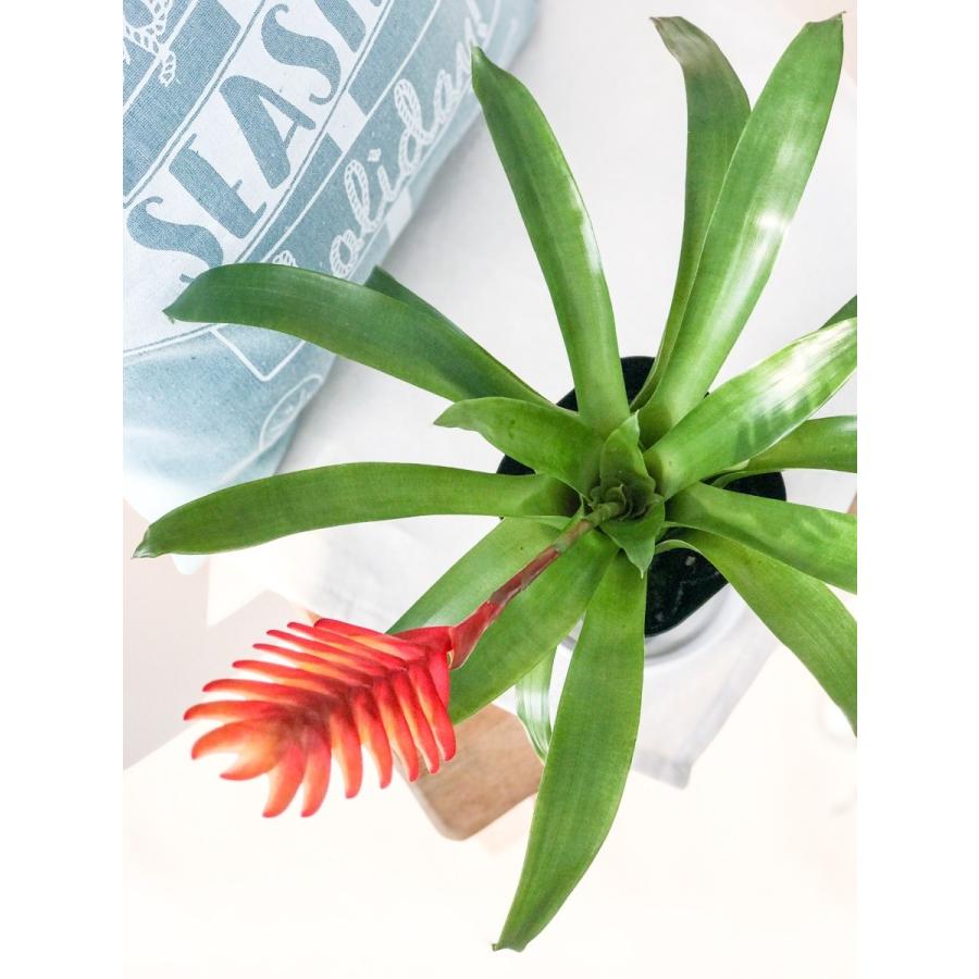 観葉植物 ブロメリア フリーセア カリナータ インコアナナス 4号鉢 Vriesea Carinata 0002 プランチュ Yahoo 店 通販 Yahoo ショッピング