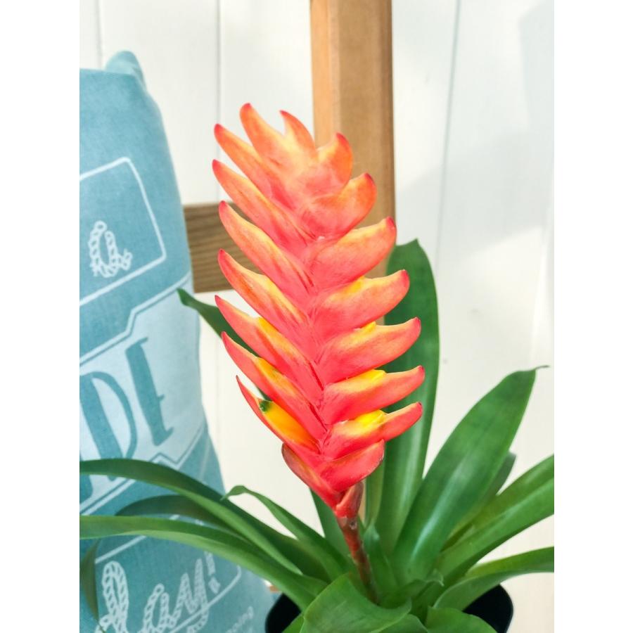 観葉植物 ブロメリア フリーセア カリナータ インコアナナス 4号鉢 Vriesea Carinata 0002 プランチュ Yahoo 店 通販 Yahoo ショッピング