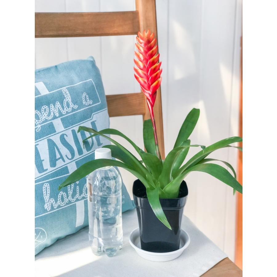 観葉植物 ブロメリア フリーセア カリナータ インコアナナス 4号鉢 Vriesea Carinata 0002 プランチュ Yahoo 店 通販 Yahoo ショッピング
