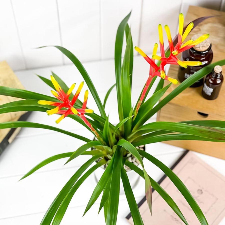 観葉植物 ブロメリア グズマニア ディシティフローラ メジャー 4号鉢 開花株 受け皿付き Guzmania Dissitiflora Major 珍しい レア種 0004 プランチュ Yahoo 店 通販 Yahoo ショッピング